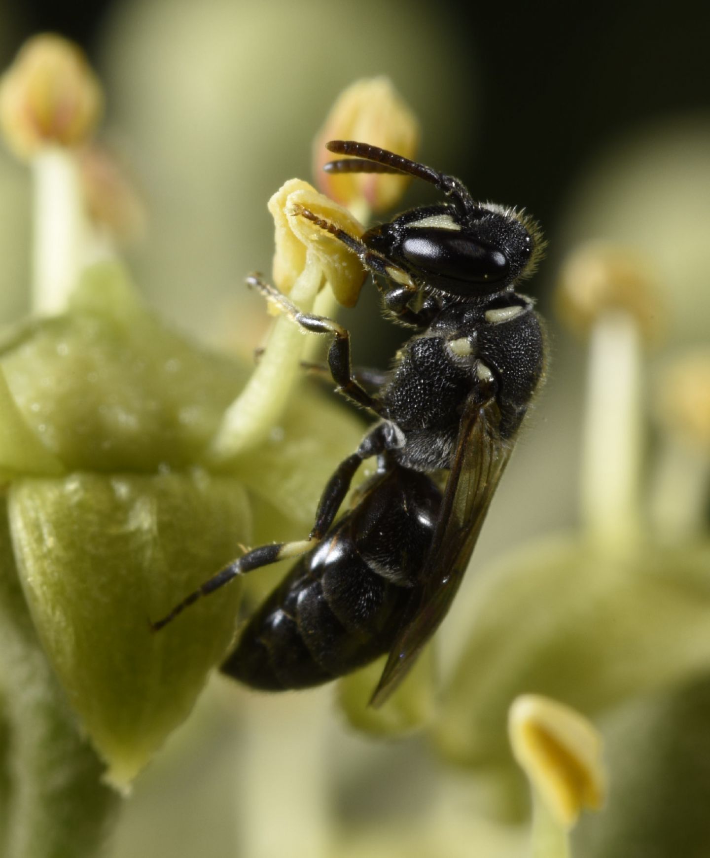 Hylaeus sp., femmina (Apidae Colletinae)